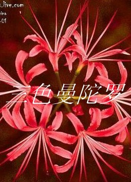 三姐妹的传奇故事:三色曼陀罗 三姐妹的传奇故事:三色曼陀罗
